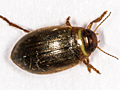 Laccophilus minutus